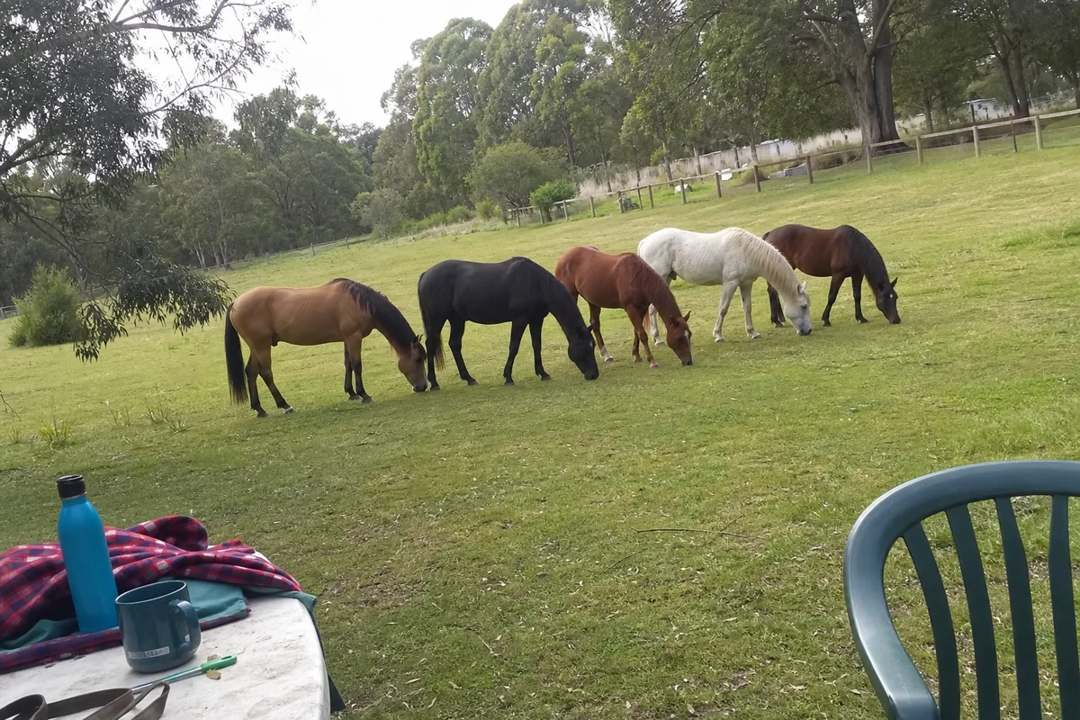 Herd grazing together in synchrony across a green paddock, natural herd behaviour