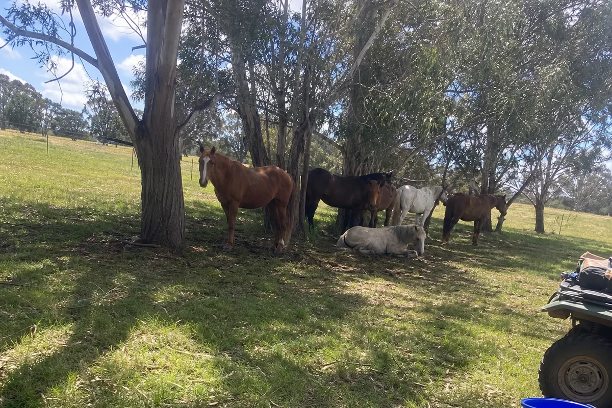 Quiet wide shot of the herd resting in the shade of gum trees, restful mood