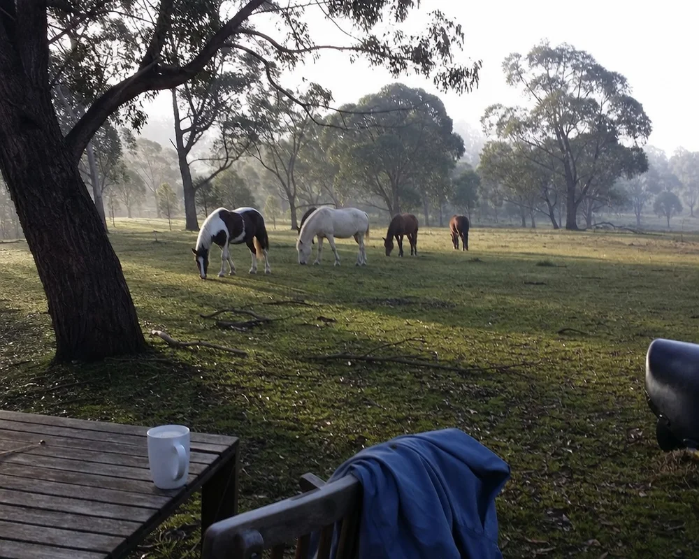 The free-roaming herd grazing in a misty morning paddock among gum trees at Eureka Pines