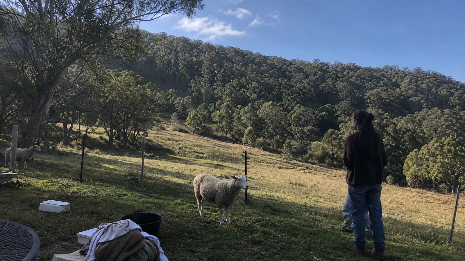 Wide calm view of the sanctuary land and paddocks, conveying space and value, soft Highlands light