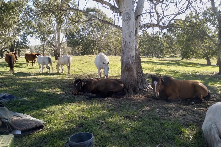 Reiki at Eureka Pines