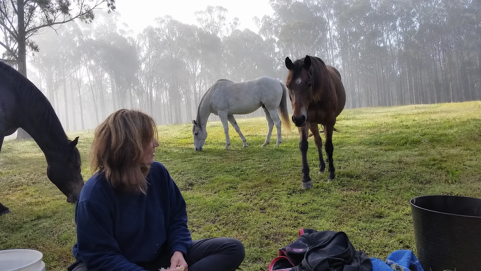 Somatic Energy Healing With Horses
