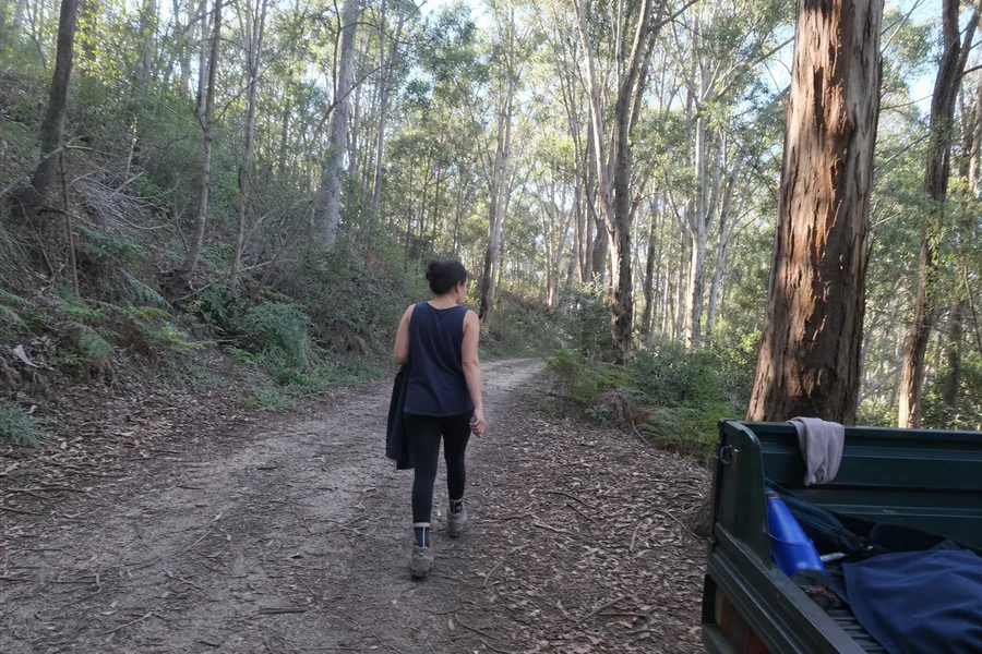 Woman walking a forest track at the edge of State Forest in soft morning light